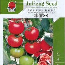 大口感番茄-丰喜88，适合9-3月种植