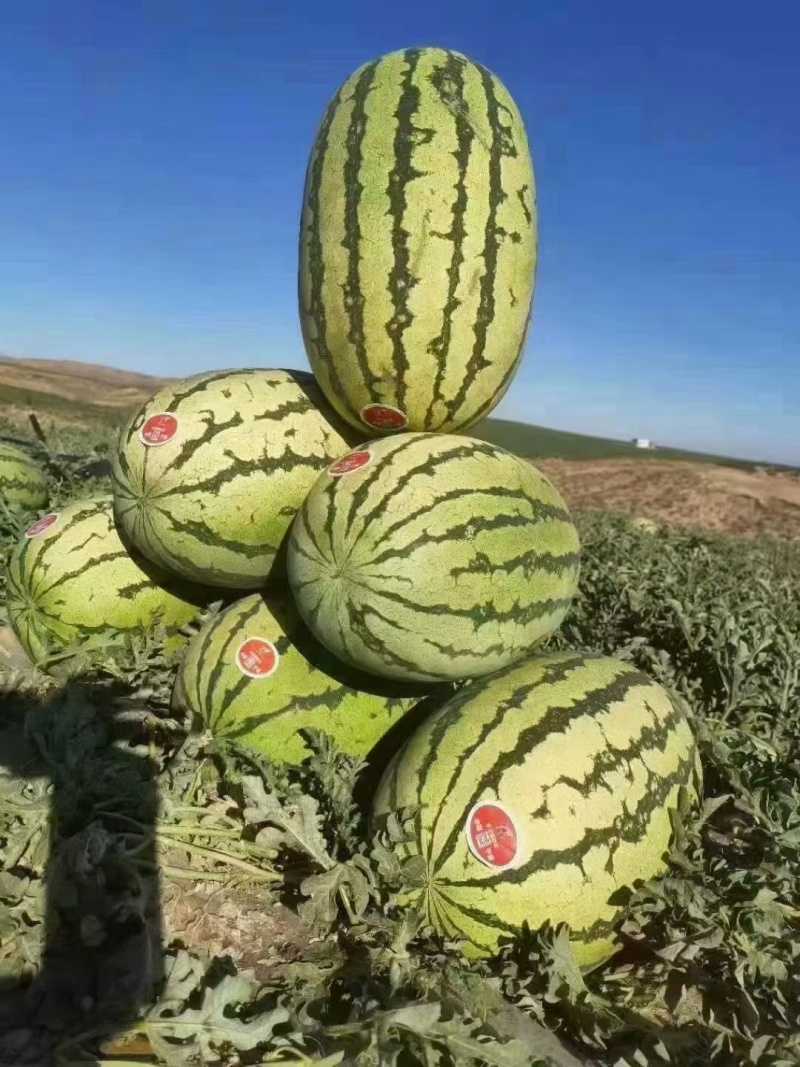 【牛商优选】宁夏硒砂瓜中卫硒砂瓜皮薄多汁甜度高包熟