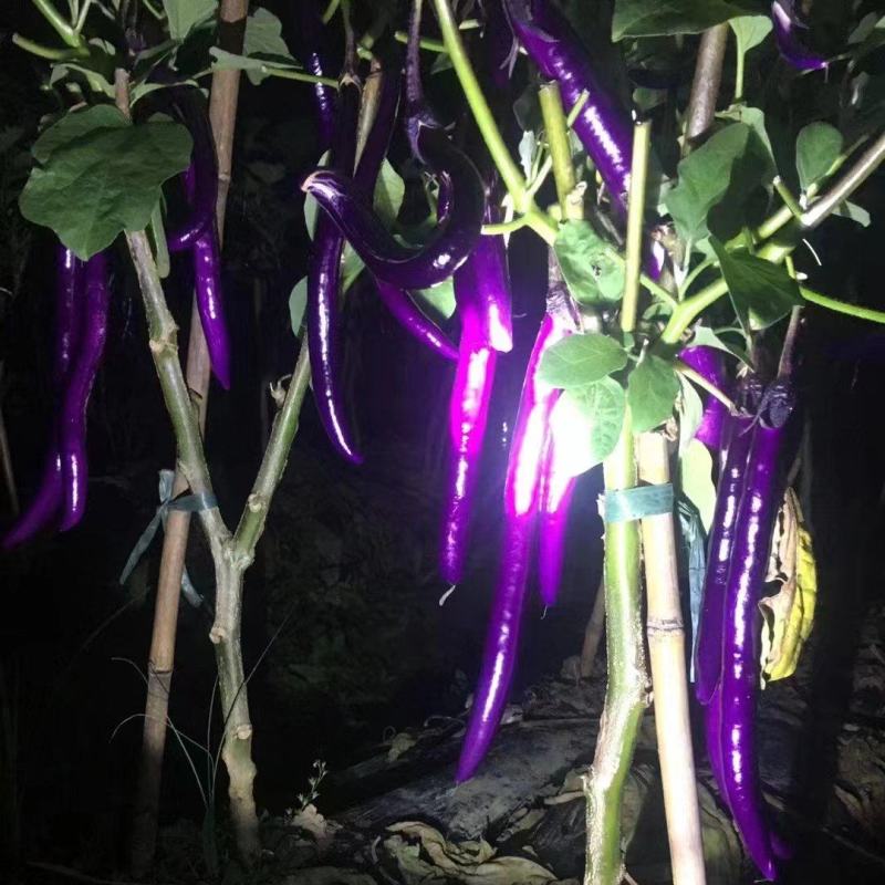 高山精品线茄