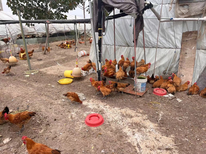 土鸡与普通鸡的对比图