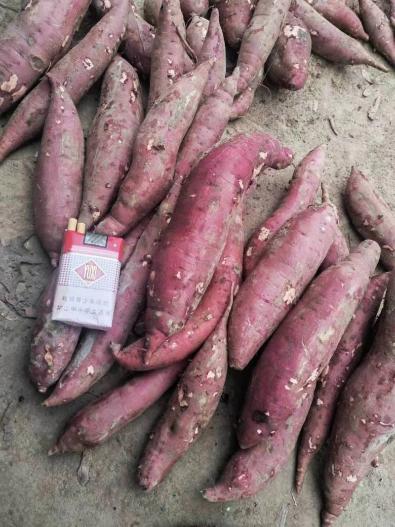 红薯商薯产区一手货源价格实惠保质保量发货全国