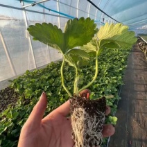 隋珠香野草莓苗：天仙醉草莓苗，宁玉草莓苗，梦之莹草莓苗，