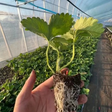 隋珠香野草莓苗：天仙醉草莓苗，宁玉草莓苗，梦之莹草莓苗，