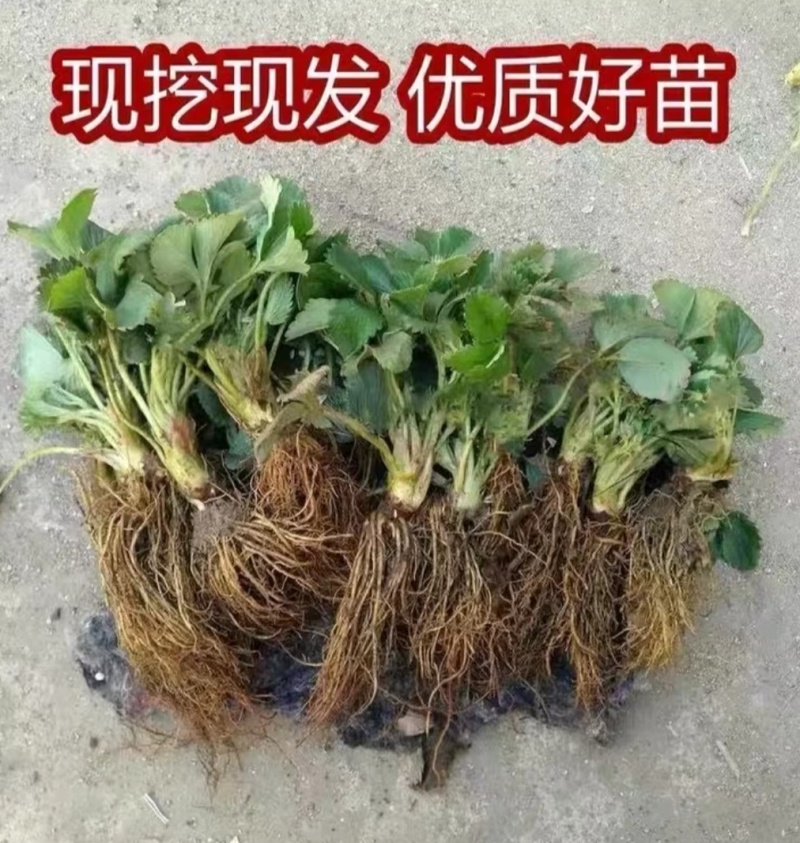 隋珠香野草莓苗：天仙醉草莓苗，宁玉草莓苗，梦之莹草莓苗，