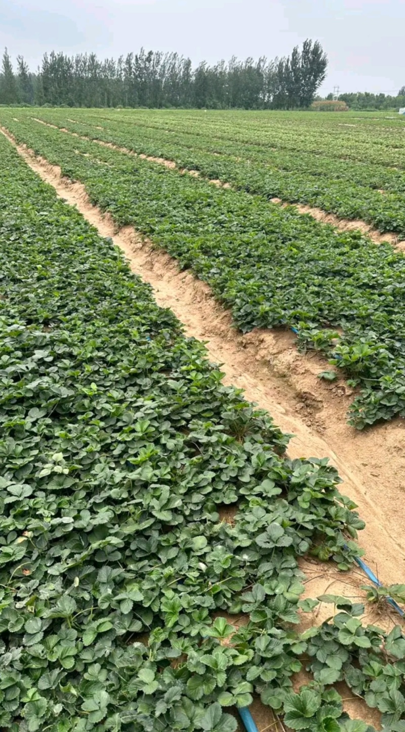 隋珠香野草莓苗：天仙醉草莓苗，宁玉草莓苗，梦之莹草莓苗，