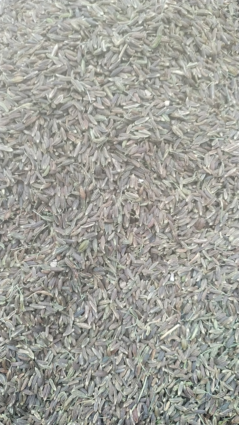 南沙参种子