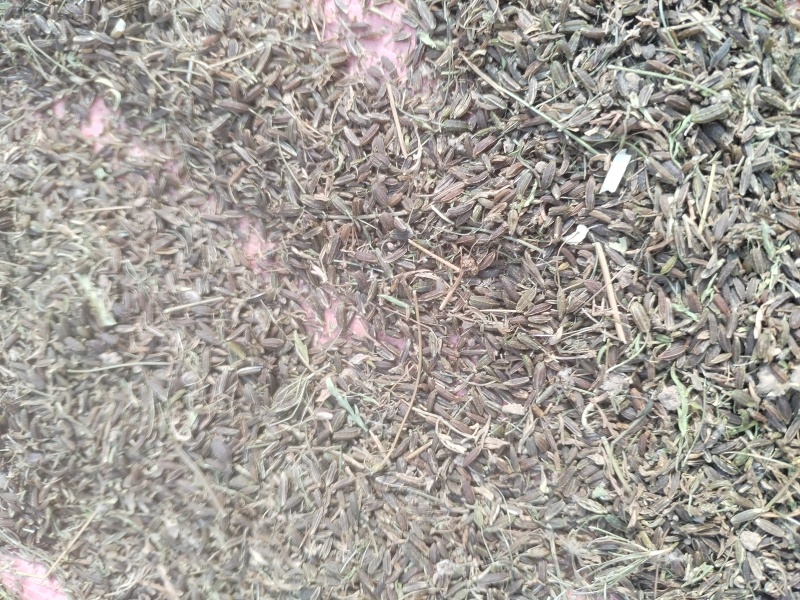 南沙参种子