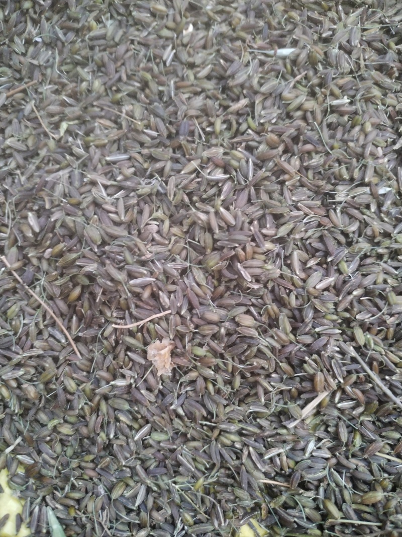 南沙参种子