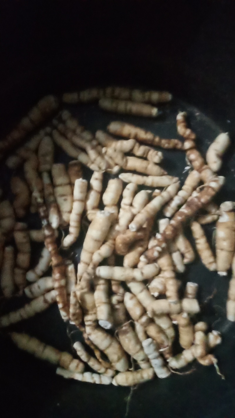 甘遂和种子，大量现货，需要电联，手慢无