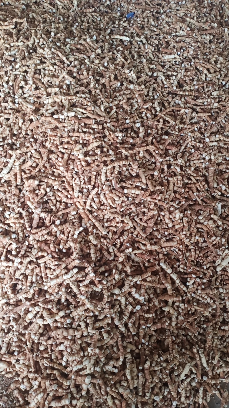 甘遂和种子，大量现货，需要电联，手慢无
