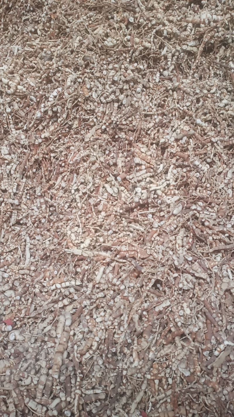 甘遂和种子，大量现货，需要电联，手慢无