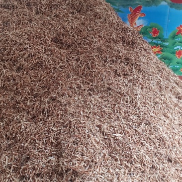 甘遂和种子，大量现货，需要电联，手慢无