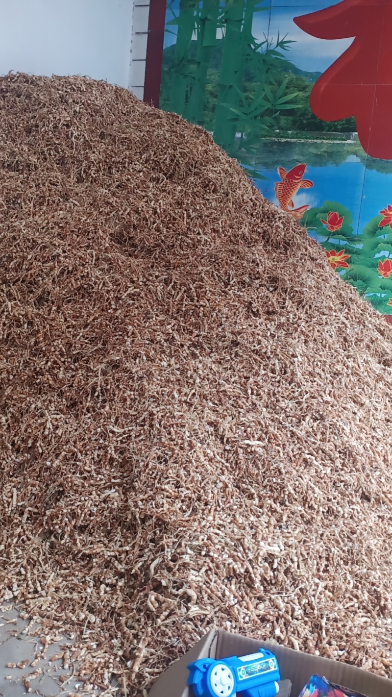 甘遂和种子，大量现货，需要电联，手慢无