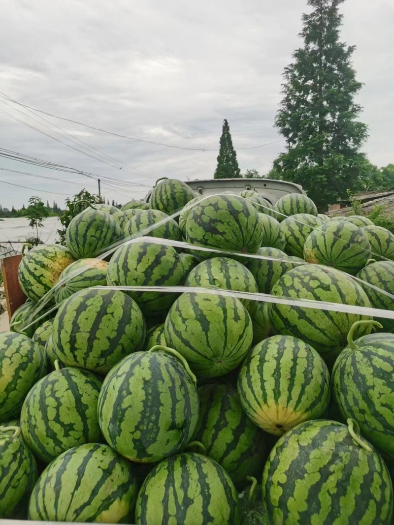 【实力】精品美都西瓜大量供应甜度高水分足大量供