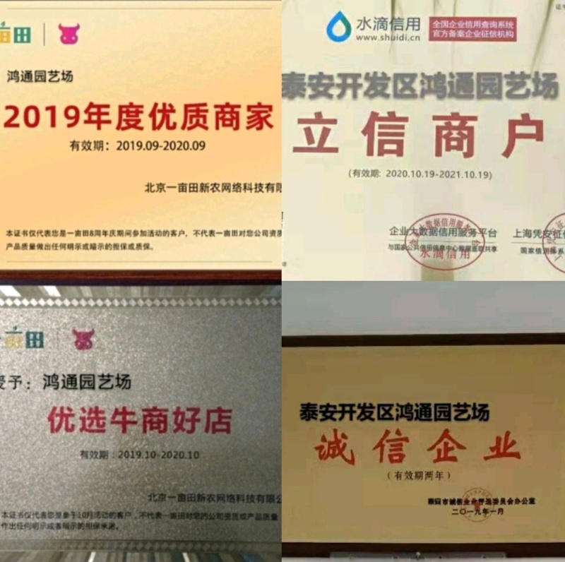蒙特瑞草莓苗：隋珠，甜宝，圣安德瑞斯四季草莓苗，脱毒苗。