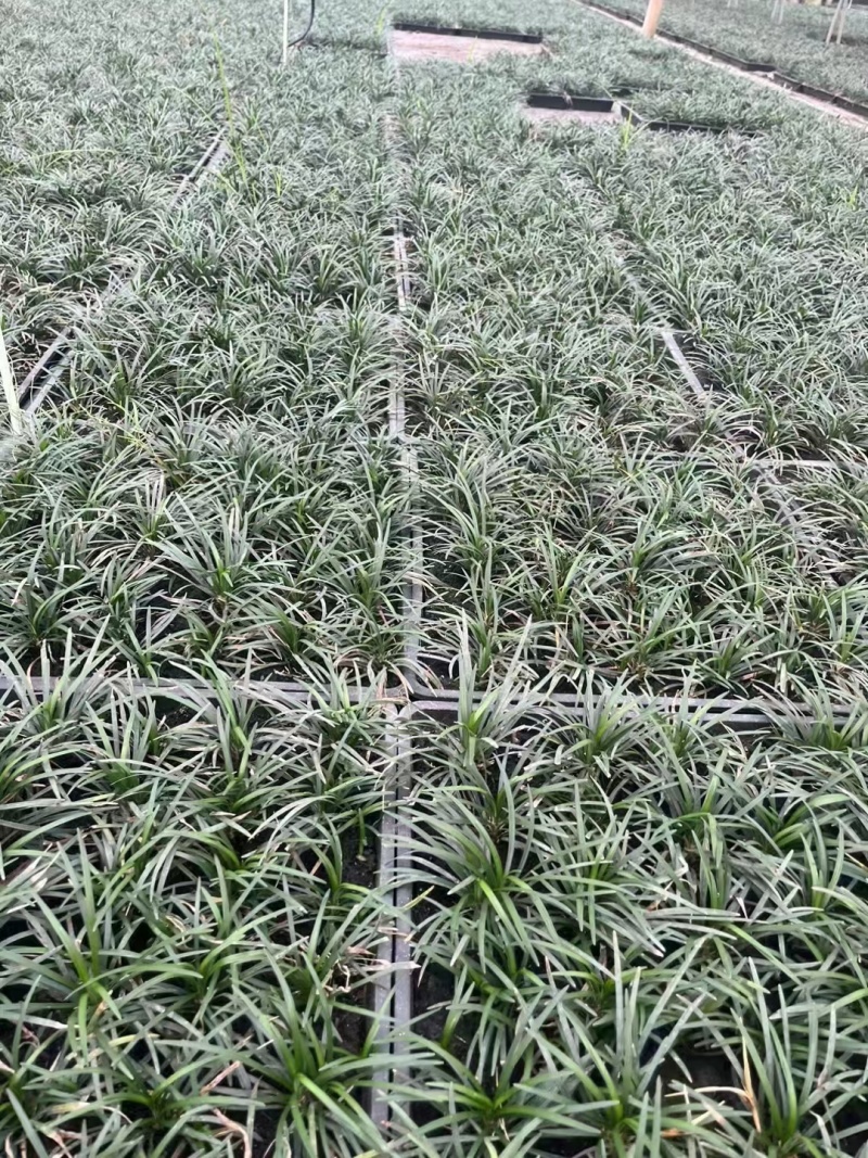 玉龙草方盘、日本矮麦冬方盘批发、40x40玉龙草方盘