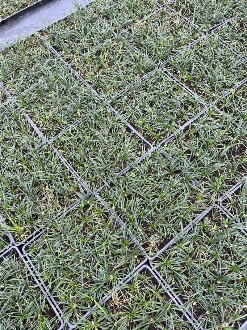 玉龙草方盘、日本矮麦冬方盘批发、40x40玉龙草方盘