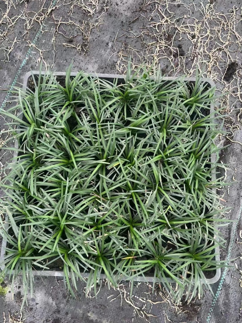 玉龙草方盘、日本矮麦冬方盘批发、40x40玉龙草方盘