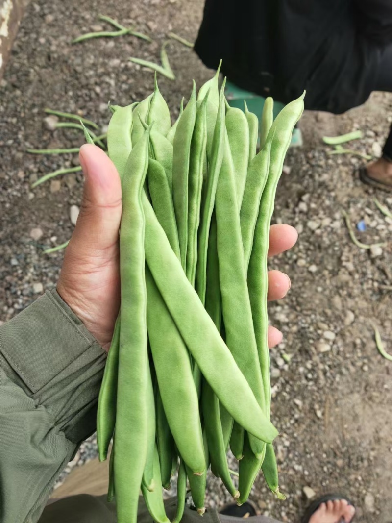 扁豆精品货色泽靓丽，产地直发价格优惠，欢迎咨询