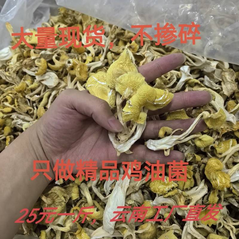 鸡油菌，鸡油黄，大货批发云南工厂，自有种植基地包邮价