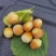 大量供应青皮鲜榛子（7月份现货上市）源头种植