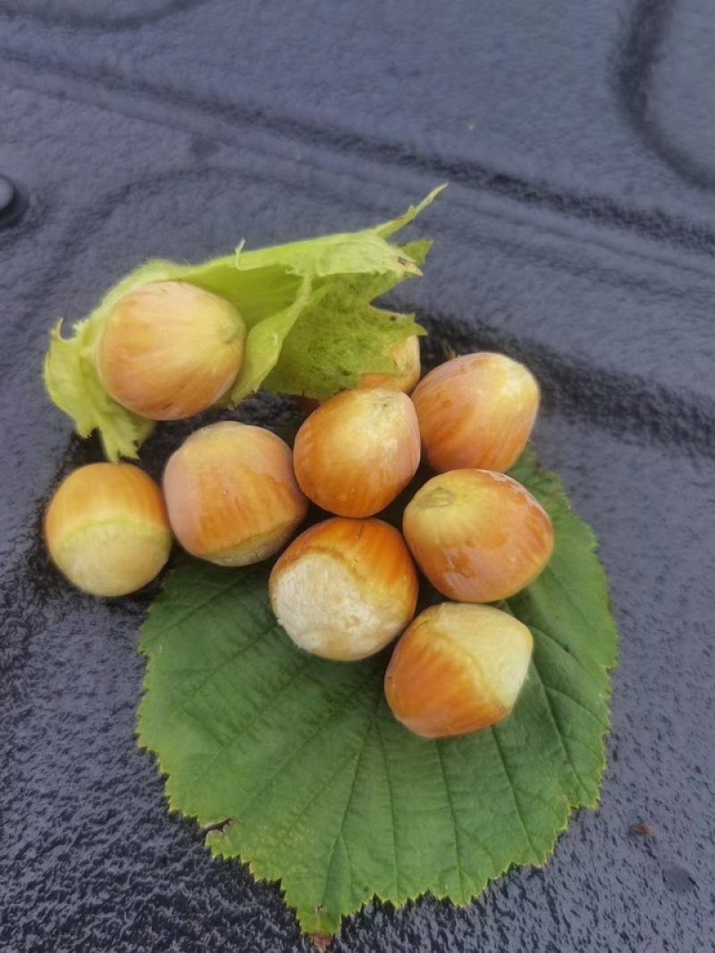 大量供应青皮鲜榛子（7月份现货上市）源头种植