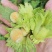 大量供应青皮鲜榛子（7月份现货上市）源头种植