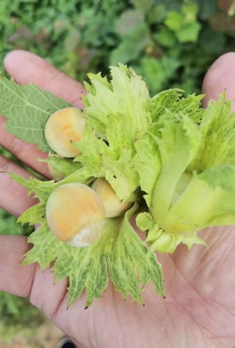大量供应青皮鲜榛子（7月份现货上市）源头种植