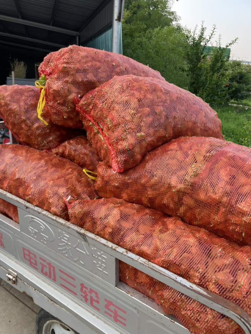 大量供应青皮鲜榛子（7月份现货上市）源头种植