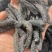 干海参进口海参刺秃参干度好泡发高山东大连福建广东发货