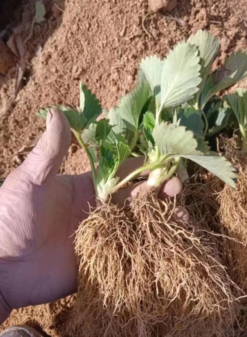四季草莓苗：圣安德瑞斯，蒙特瑞，红颜，妙香，天仙醉草莓苗
