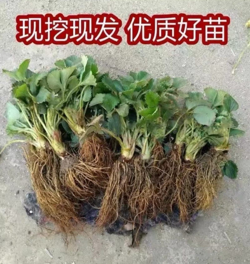 四季草莓苗：圣安德瑞斯，蒙特瑞，红颜，妙香，天仙醉草莓苗