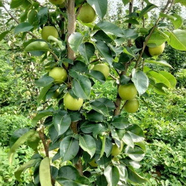 翠冠梨