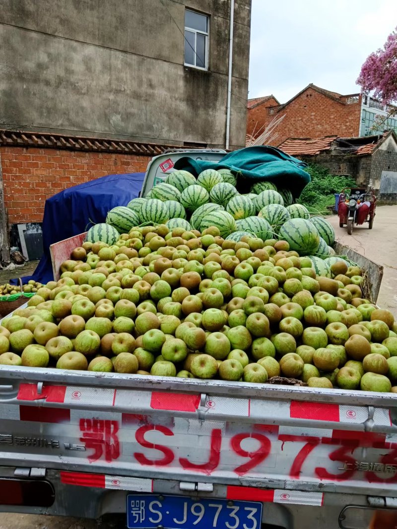 翠冠梨