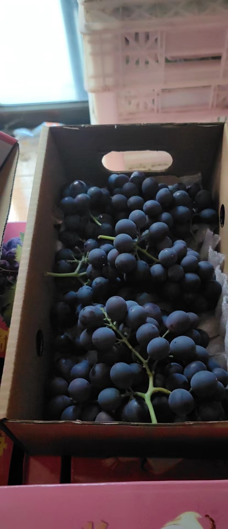昌黎玫瑰香