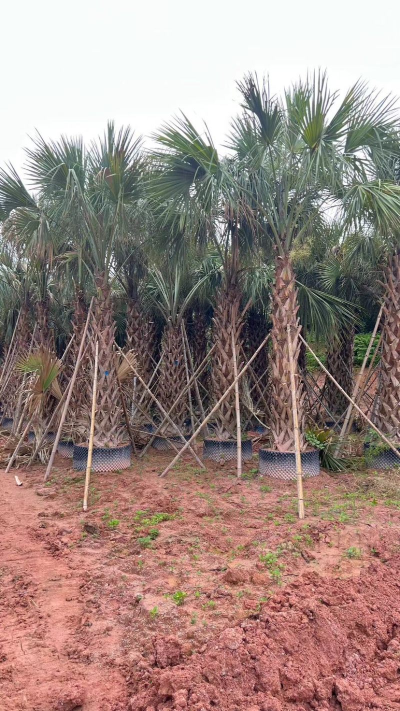 沙巴榈（龙鳞榈）专业种植基地全国批发移栽苗地苗