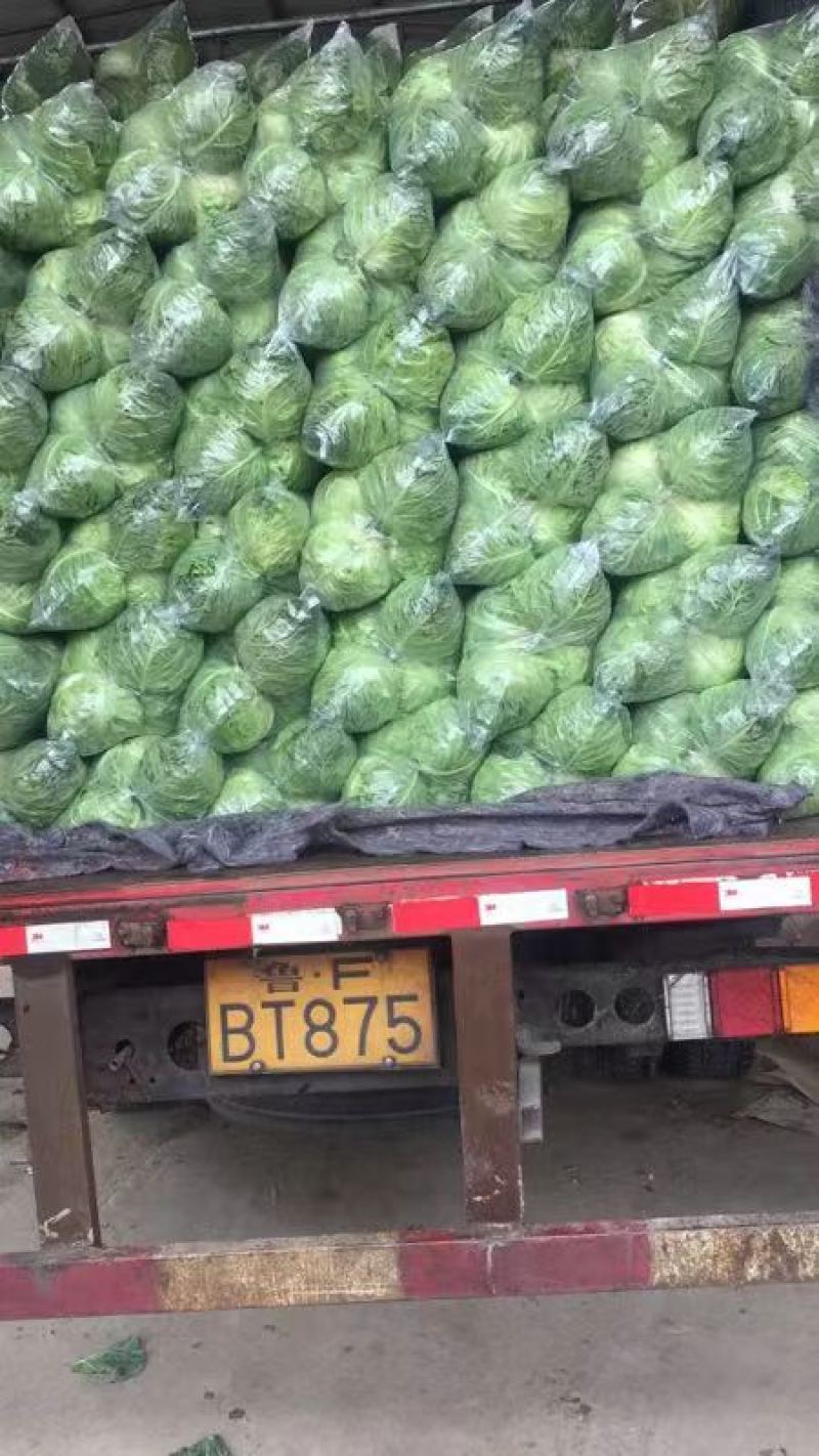 精品甘蓝圆包菜产地直发品质保证量大从优欢迎联系