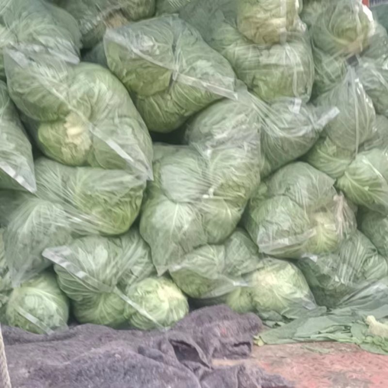 精品甘蓝圆包菜产地直发品质保证量大从优欢迎联系