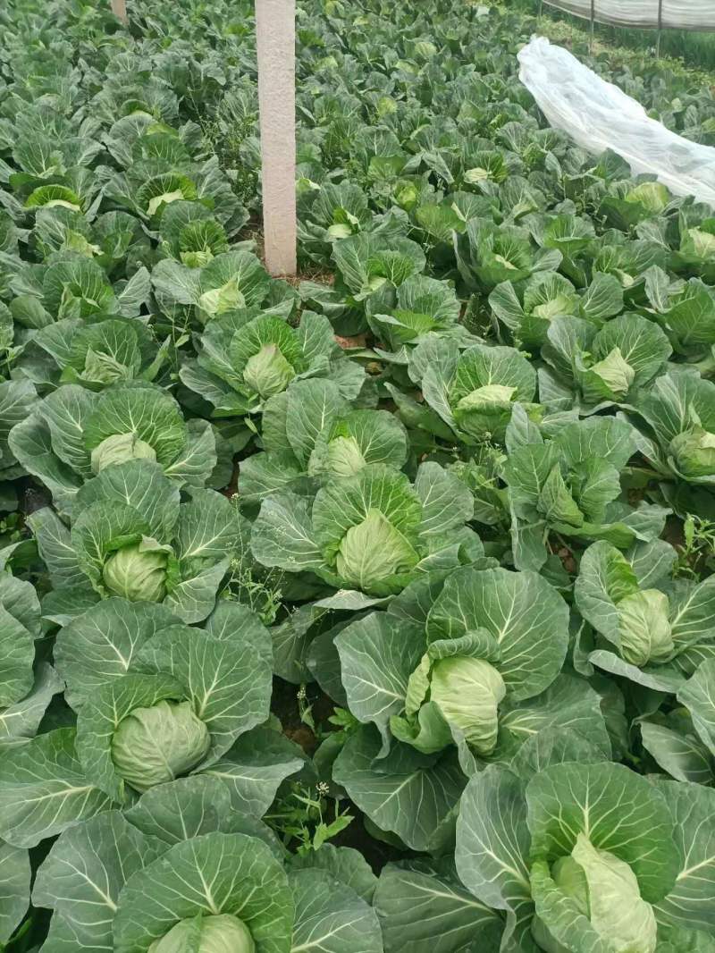 精品甘蓝圆包菜产地直发品质保证量大从优欢迎联系