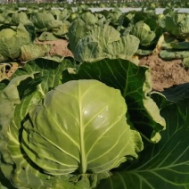 精品甘蓝圆包菜产地直发品质保证量大从优欢迎