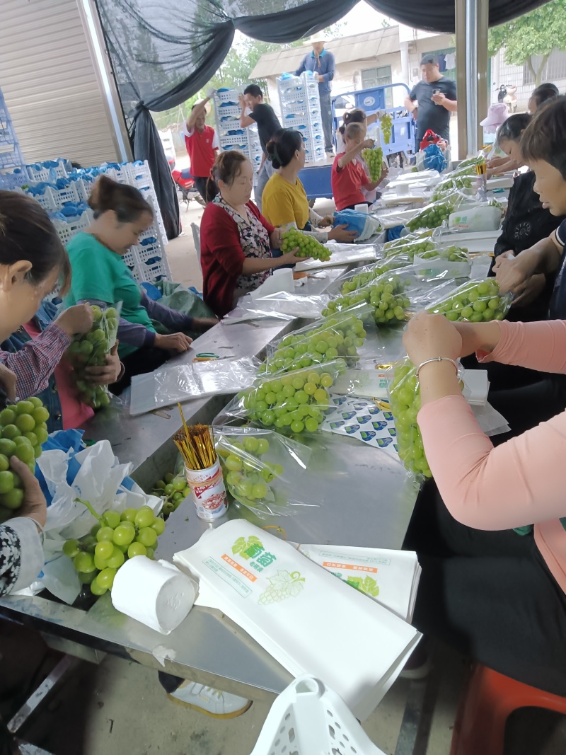潜江阳光玫瑰葡萄对接全国产地直发欢迎电联