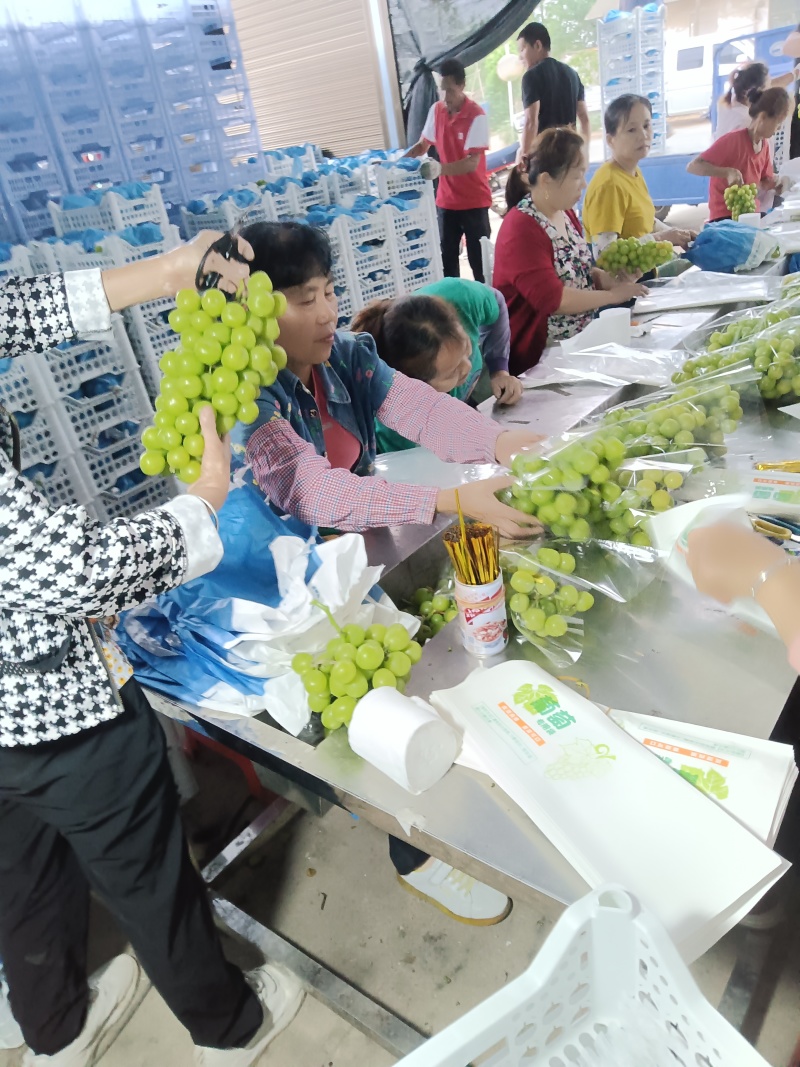 潜江阳光玫瑰葡萄对接全国产地直发欢迎电联
