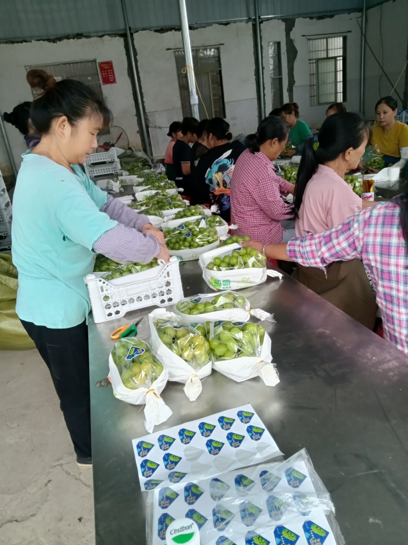潜江阳光玫瑰葡萄对接全国产地直发欢迎电联
