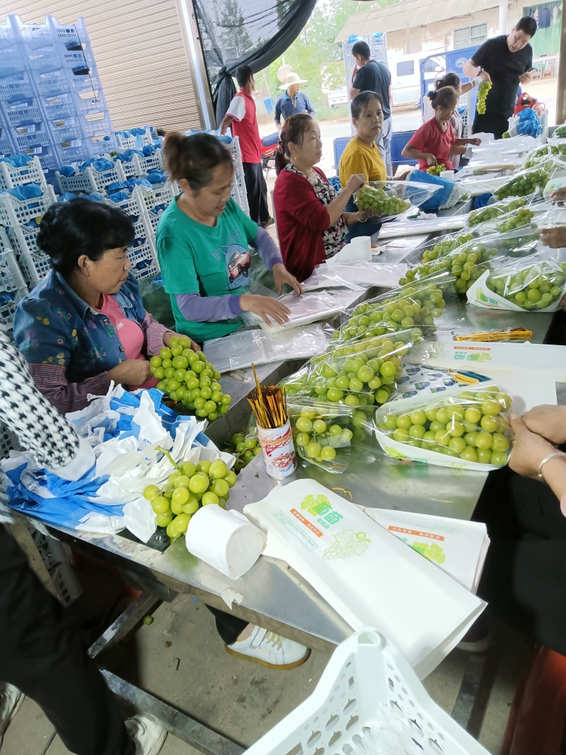 潜江阳光玫瑰葡萄对接全国产地直发欢迎电联