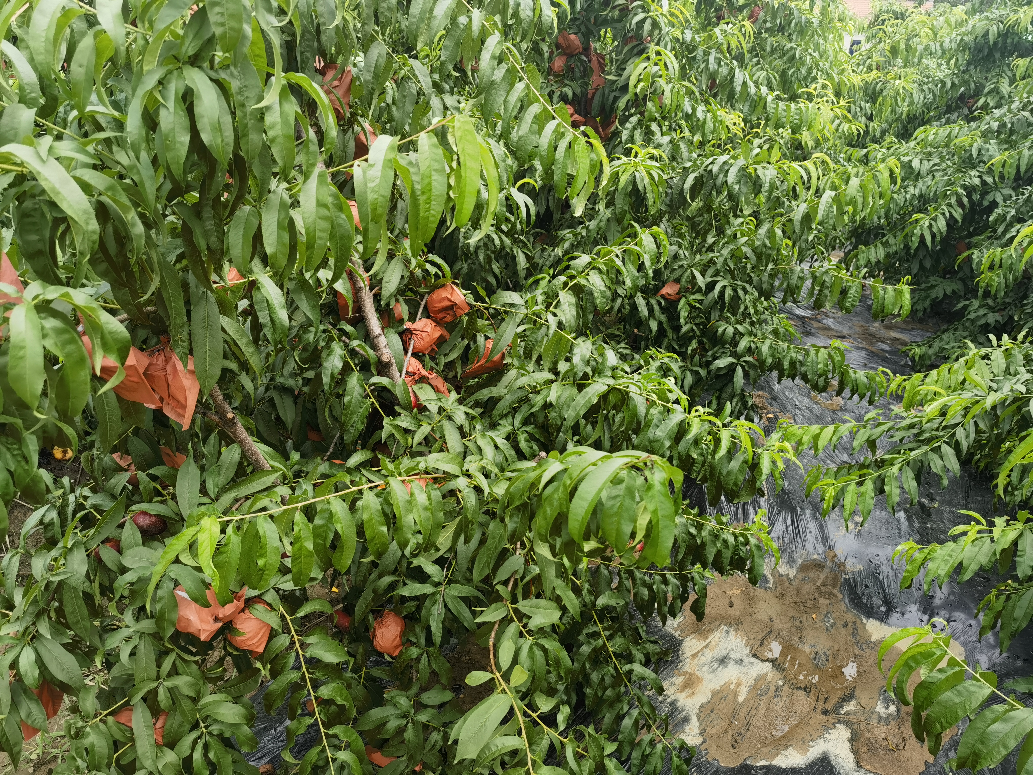 油蟠桃果园采摘场景