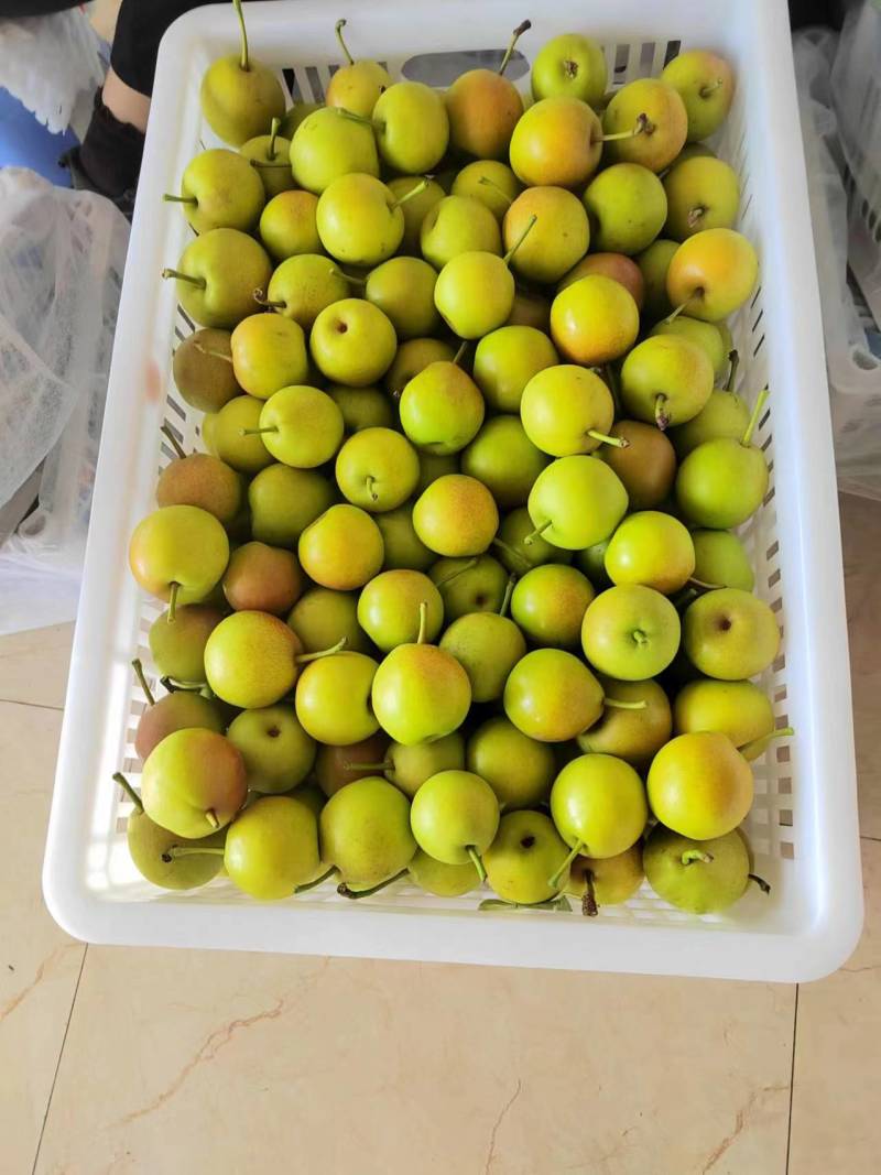 【优选】云南丁香梨产地种植代办