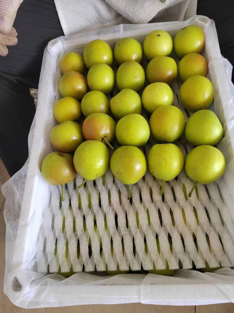 【优选】云南丁香梨产地种植代办