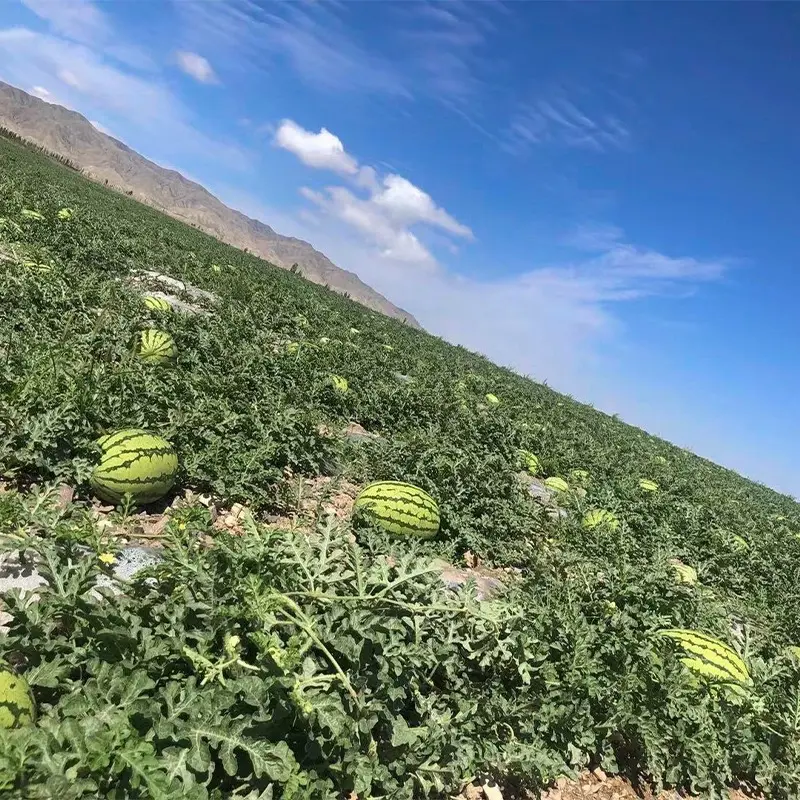 宁夏中卫硒砂瓜大量供应中石头瓜口感好糖度高量大优惠