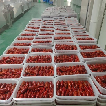 湖北潜江龙虾批发产地直发团购一手货源没有中间商赚差价