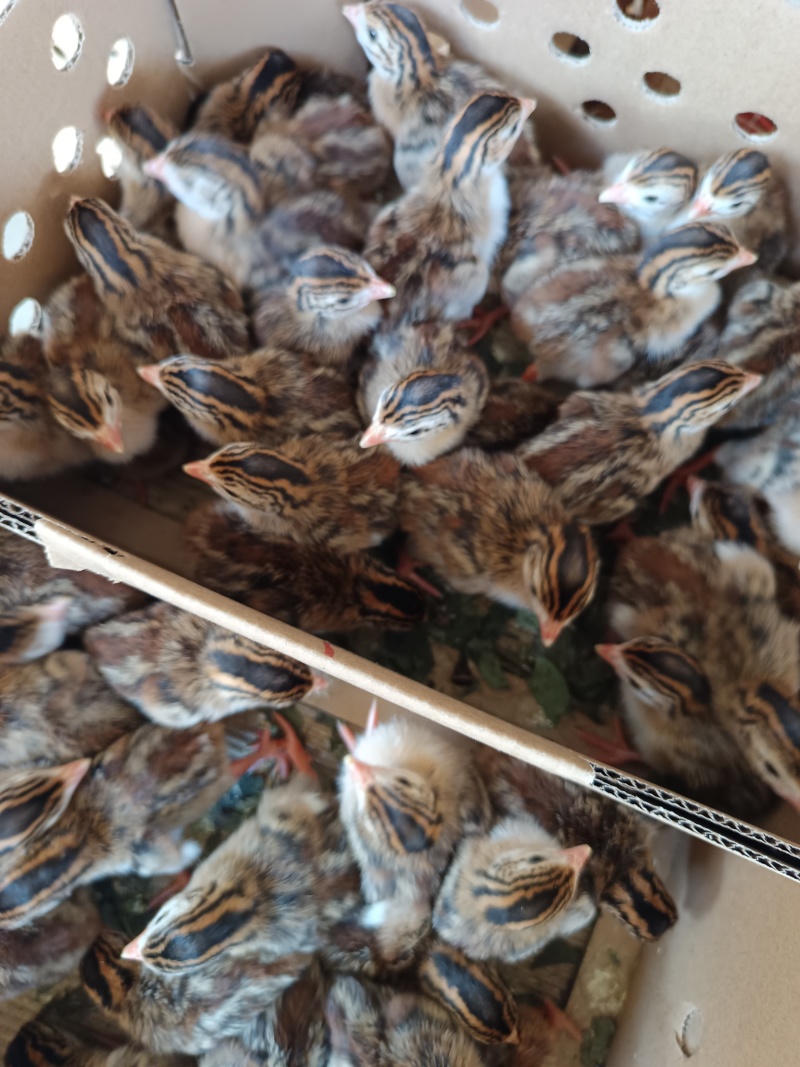 珍珠鸡苗品种质量保证厂家直销